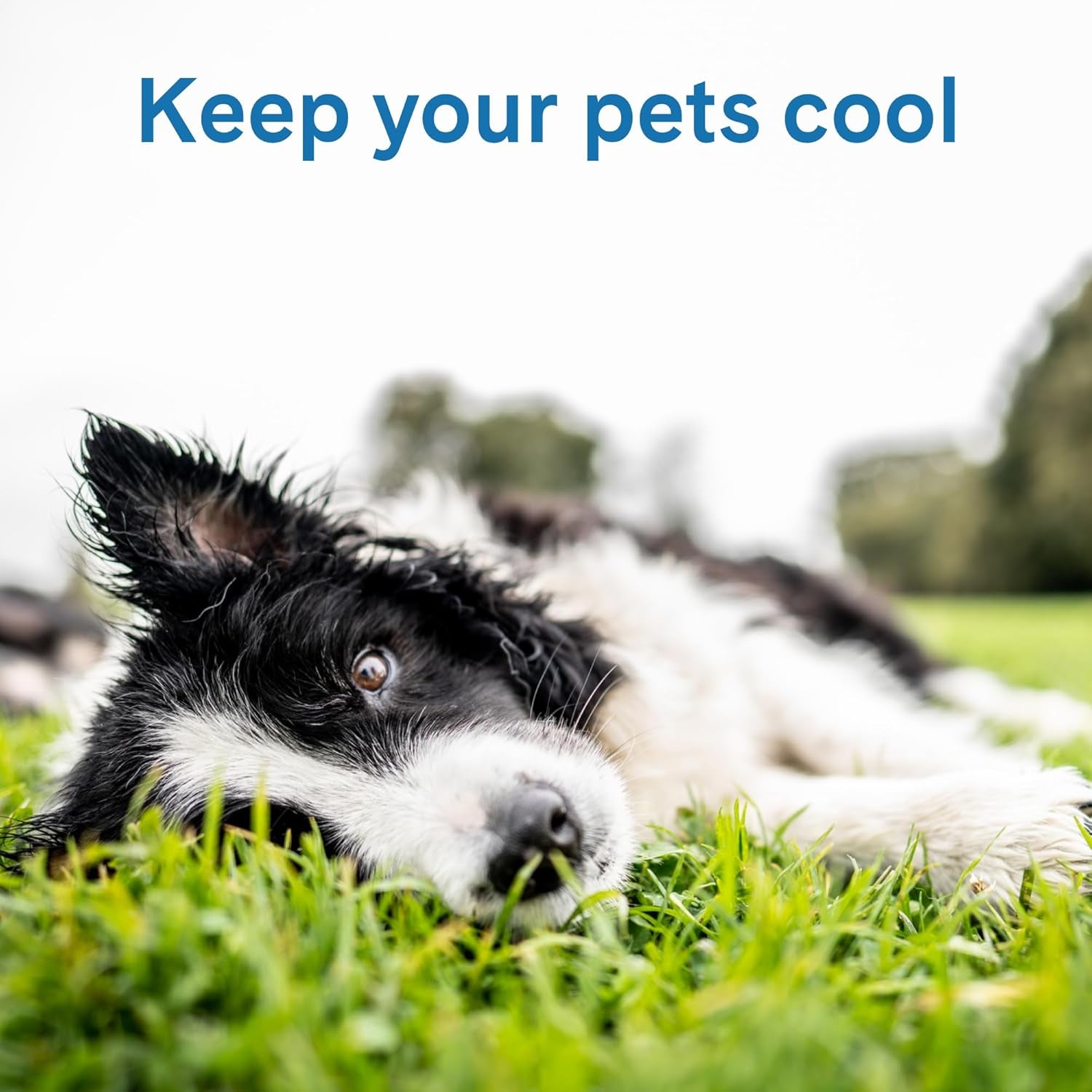 The Green Pet Shop Cool Pet Pad - Large, Blue - Self-Cooling, Pressure Activated Mat for Dogs & Cats from 46-80 Lbs - Non-Toxic Gel, No Water Needed