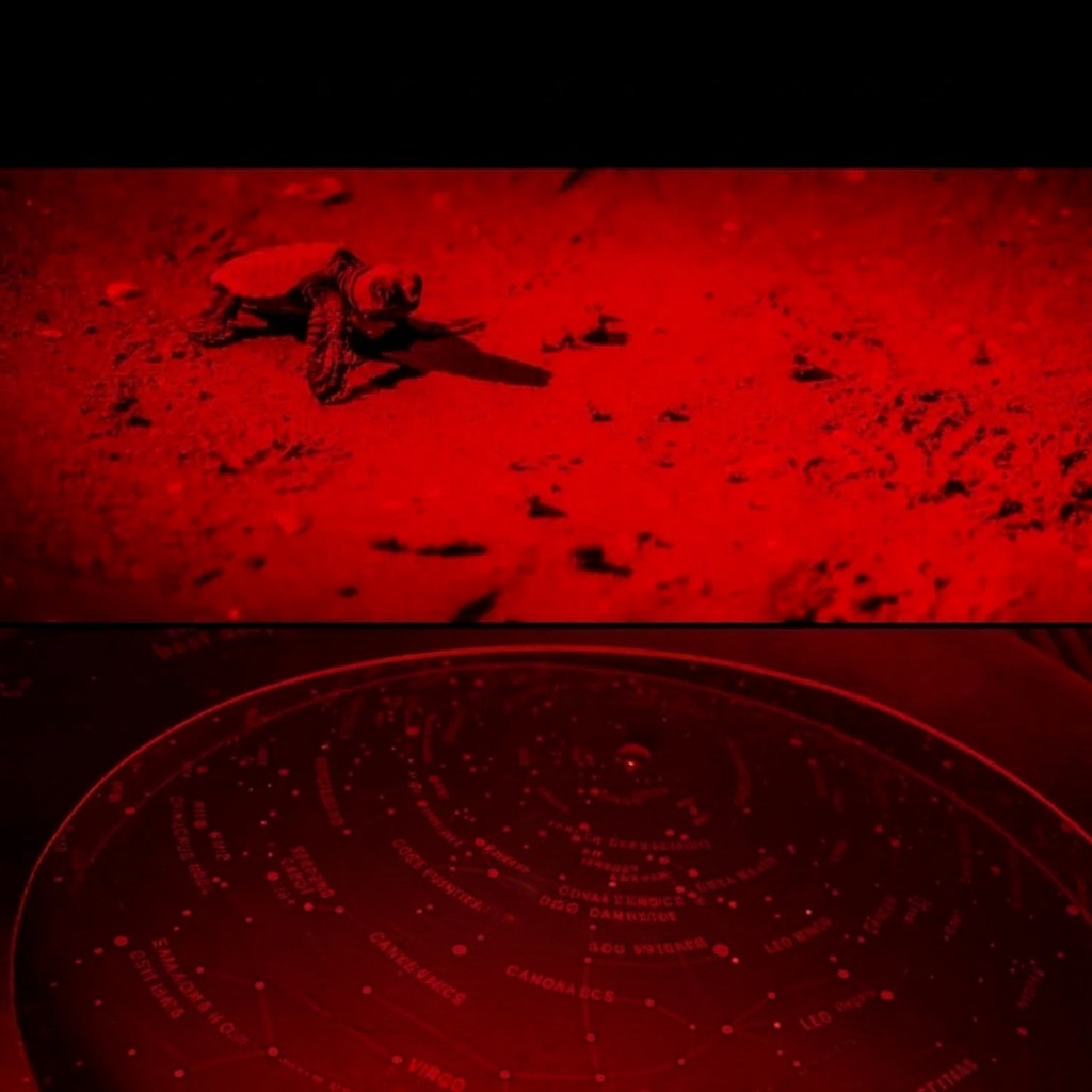 Essential Selects METII red light flashlight illuminating a sea turtle hatchling and a star map for night observation