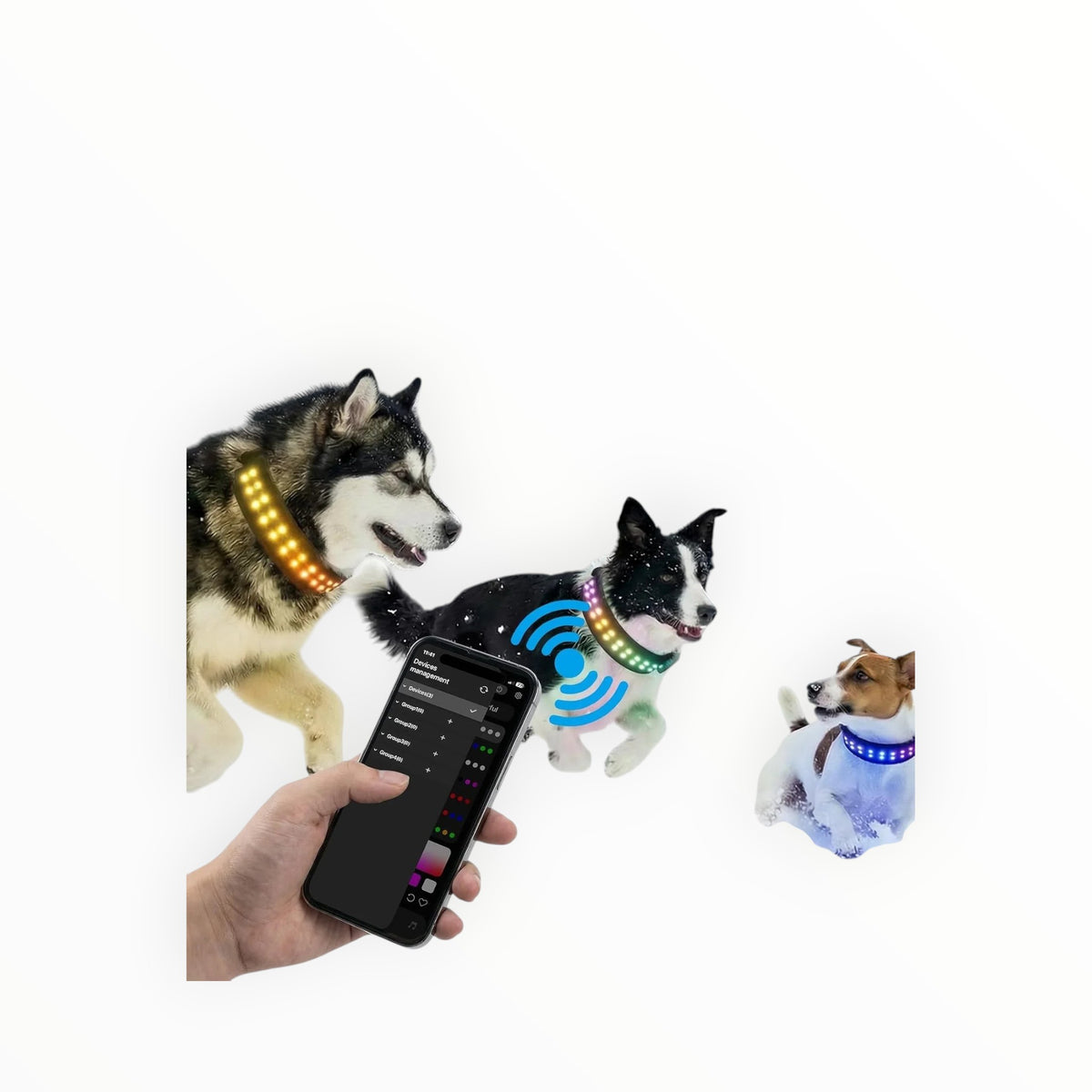 Essential Selects RGB LED dog collar on three dogs playing in snow, controlled by a smartphone app for visibility.