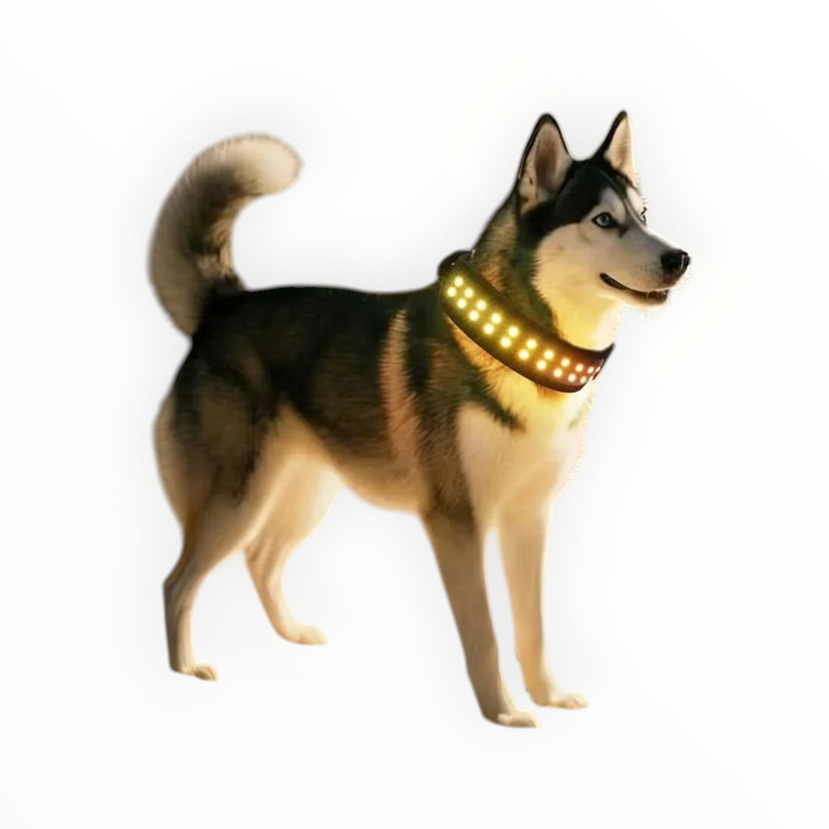 Essential Selects RGB LED dog collar on a husky at night, providing bright visibility for safe evening walks.